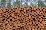 A large stack of cut tree logs is neatly arranged, with the circular ends facing outward. The stack is set in front of a forest of tall pine trees, suggesting a lumberyard or forest harvesting scene.