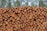 A large stack of cut tree logs is neatly arranged, with the circular ends facing outward. The stack is set in front of a forest of tall pine trees, suggesting a lumberyard or forest harvesting scene.