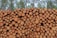 A large stack of cut tree logs is neatly arranged, with the circular ends facing outward. The stack is set in front of a forest of tall pine trees, suggesting a lumberyard or forest harvesting scene.