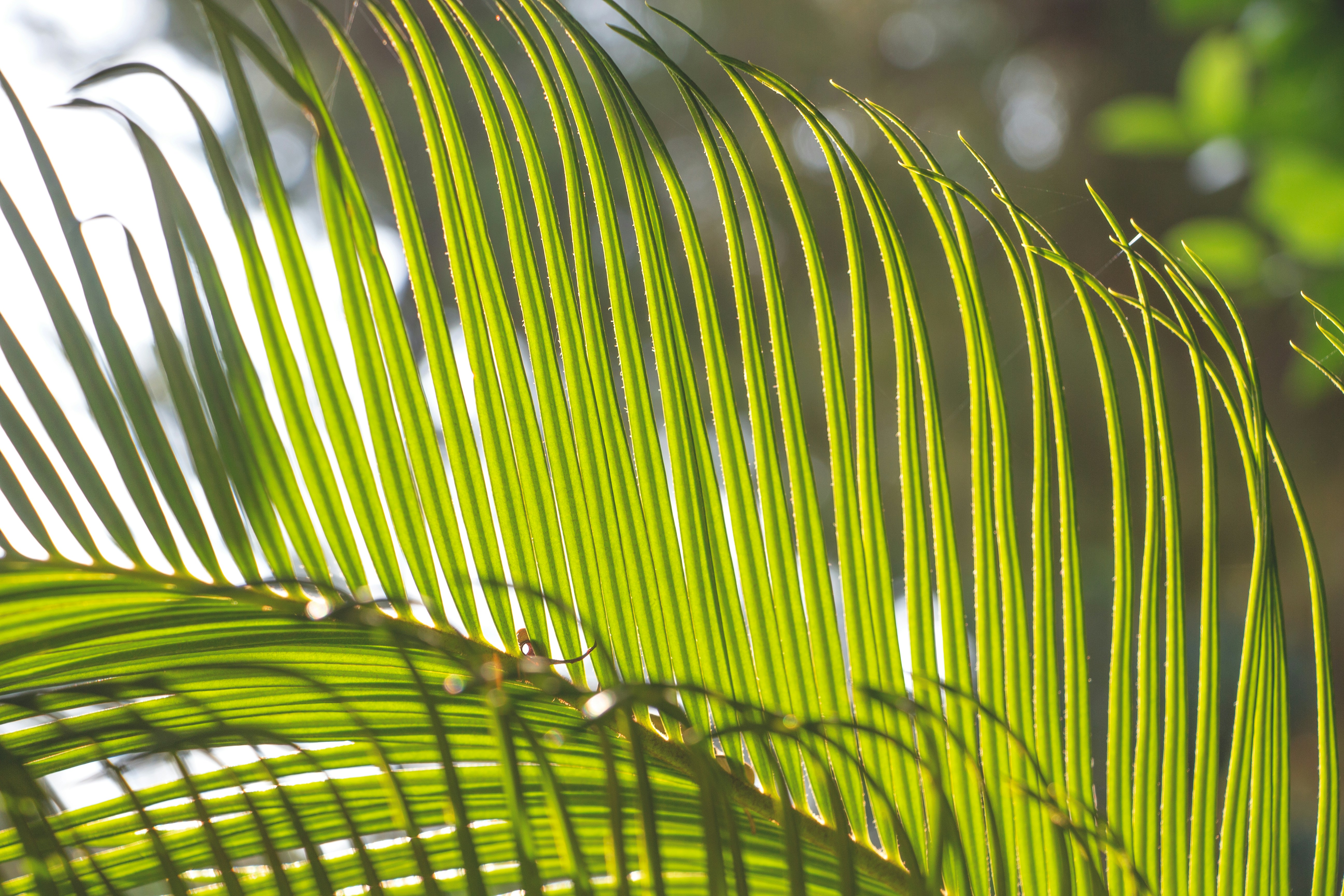 close-up of a green plant