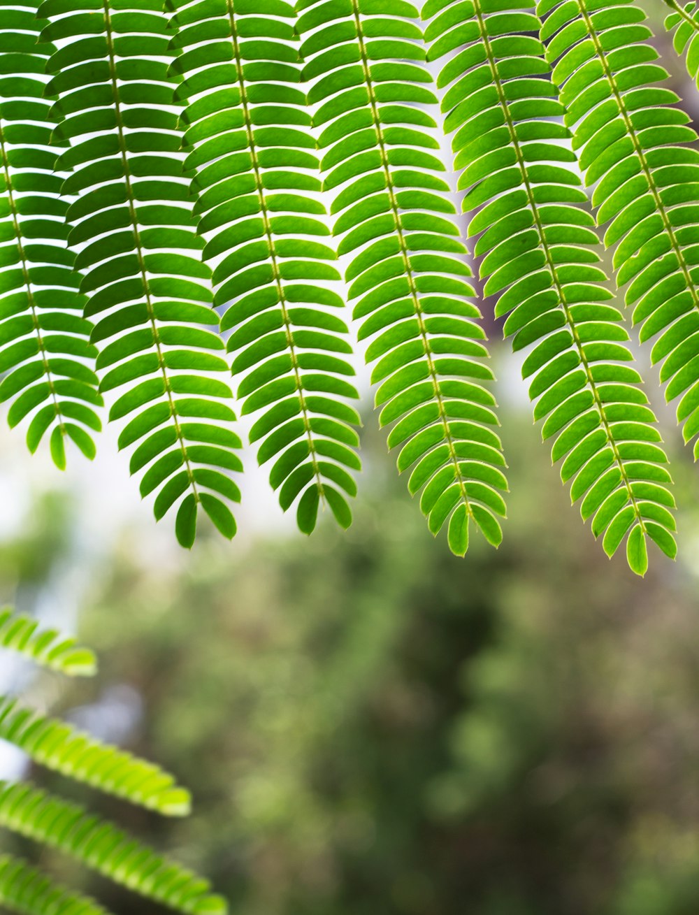 close-up of a leaf