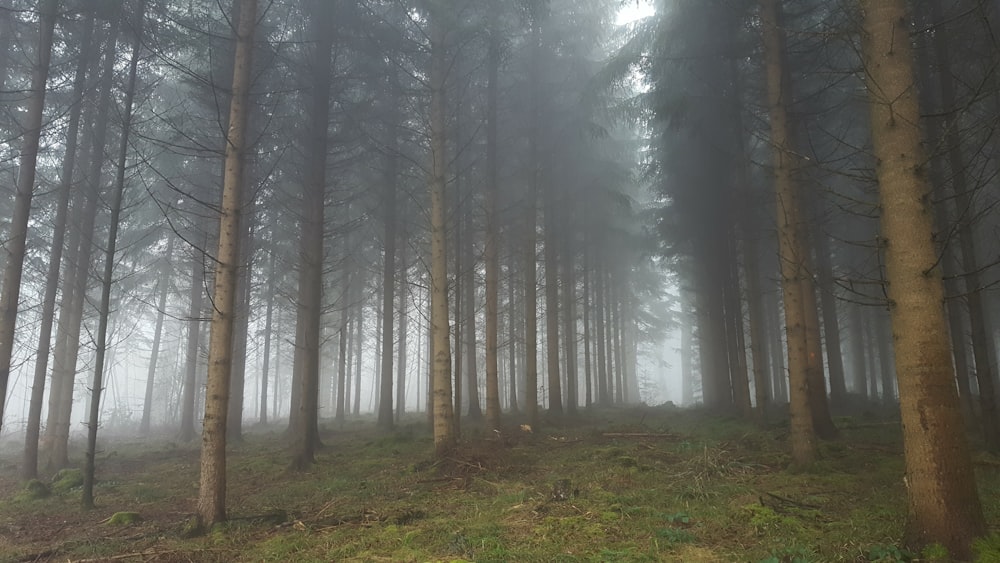 a forest of trees