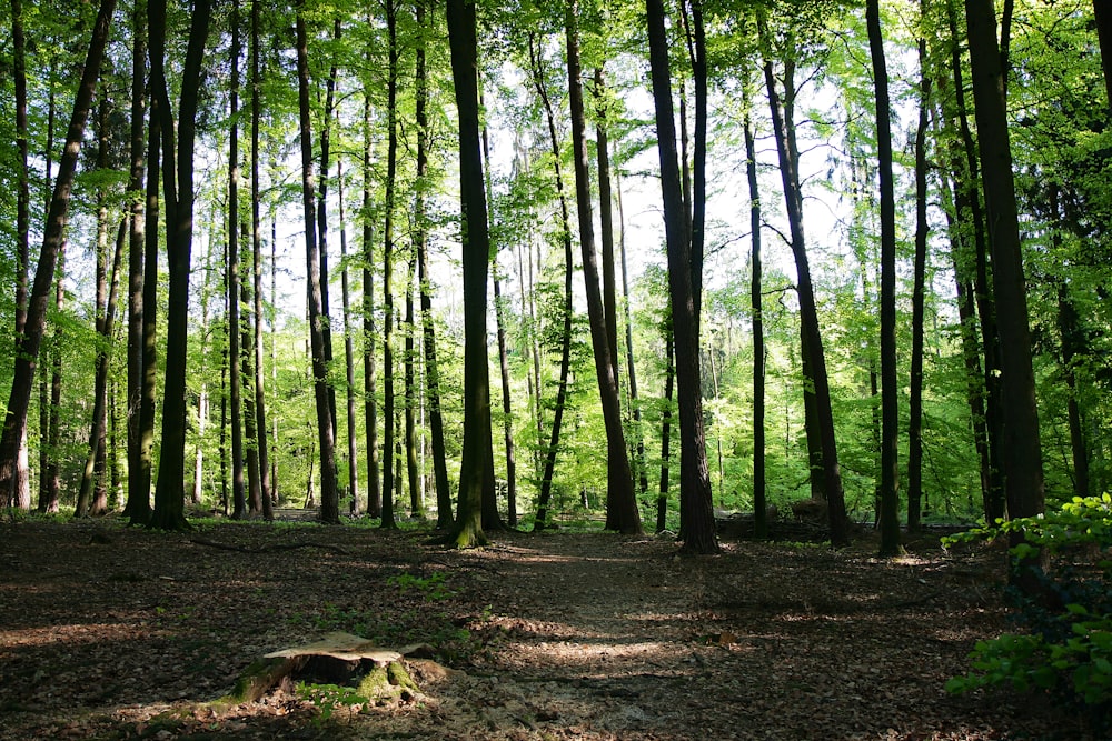 a forest of trees