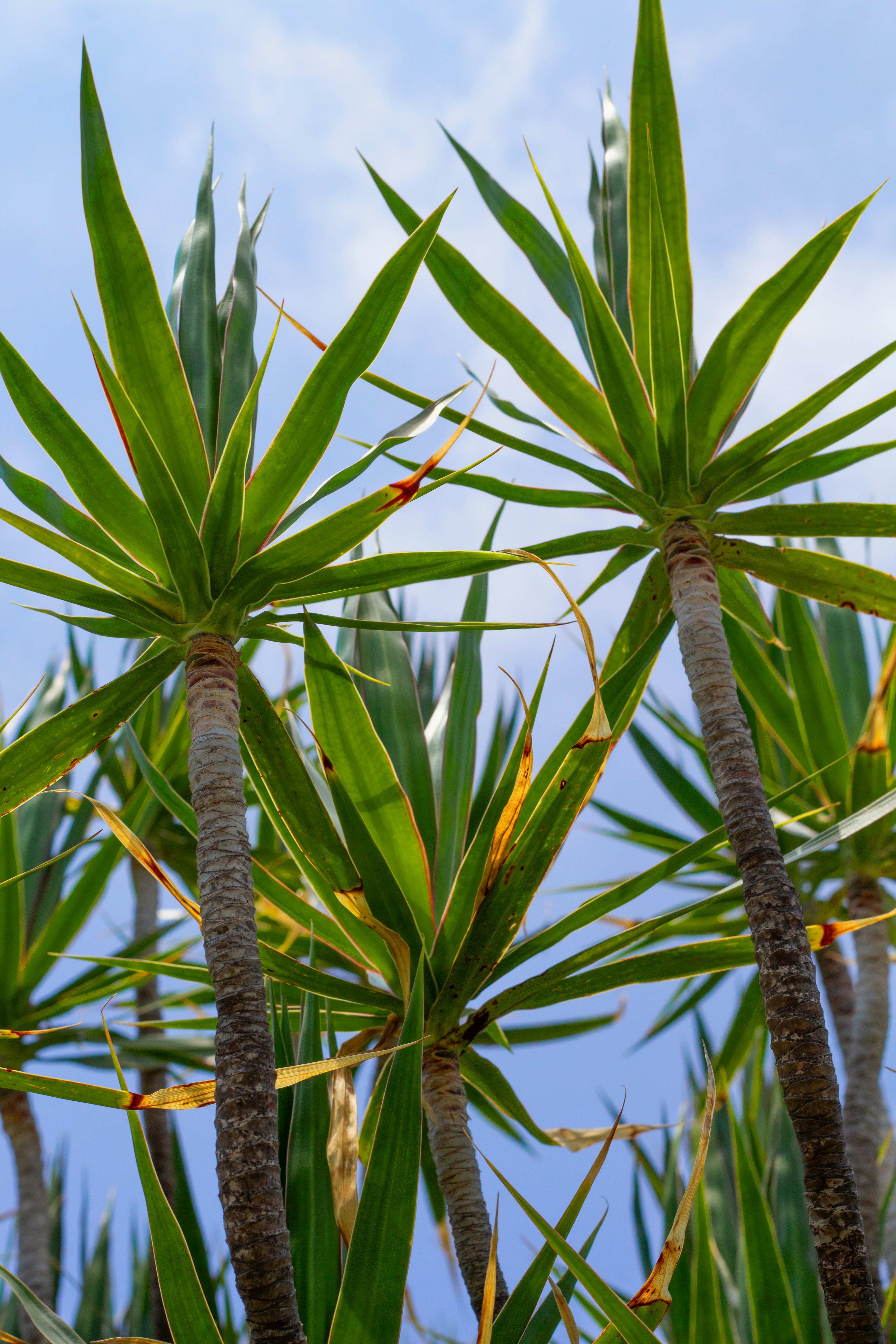 a close-up of some leaves
