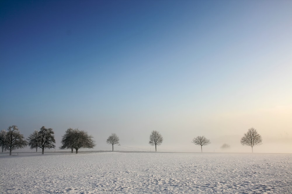 a snowy field with trees