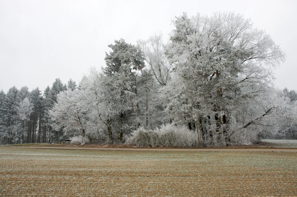 Serene winter landscape with snow-covered trees and fields under overcast sky conditions