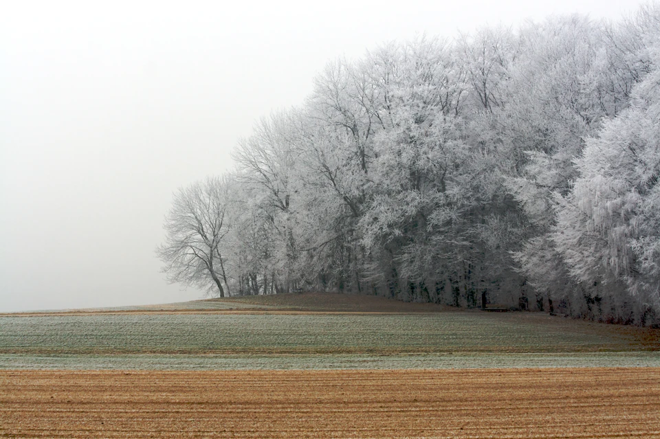 Serene winter landscape features trees standing tall amidst a snowy field under gray skies