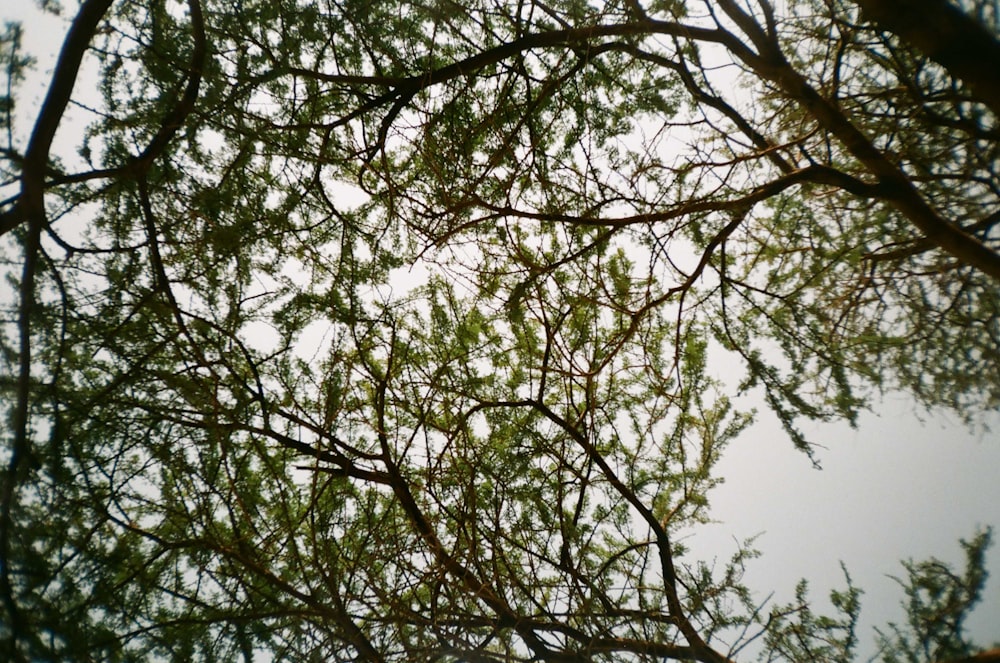 looking up at trees and blue sky