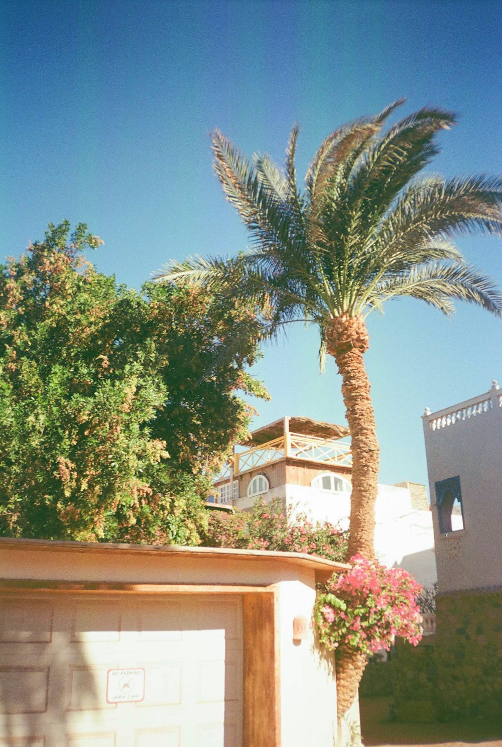 a palm tree in front of a building