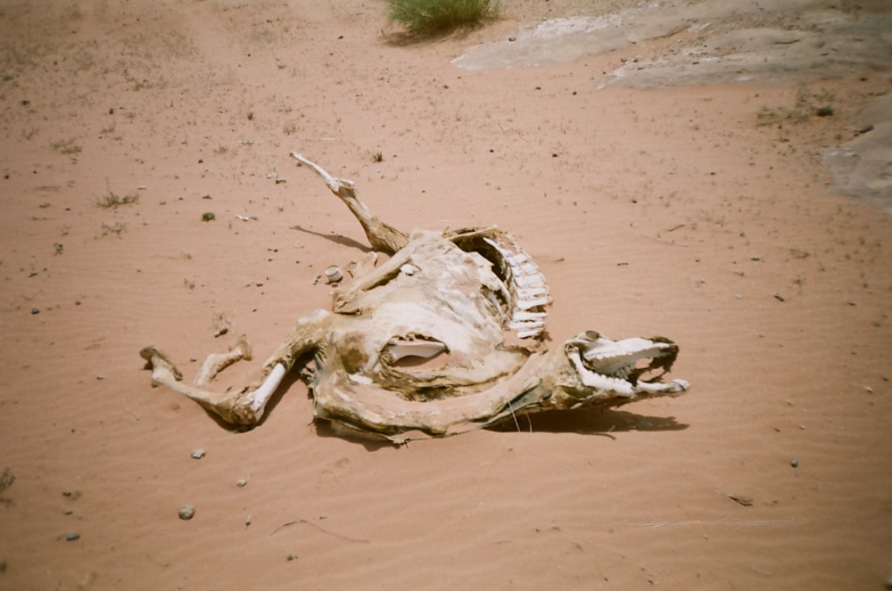 a skull of an animal