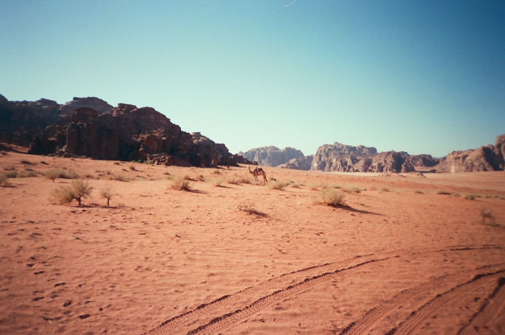 a desert landscape with a few animals with Wadi Rum in the background