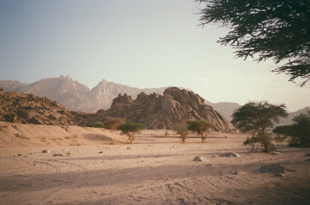 a desert landscape with trees