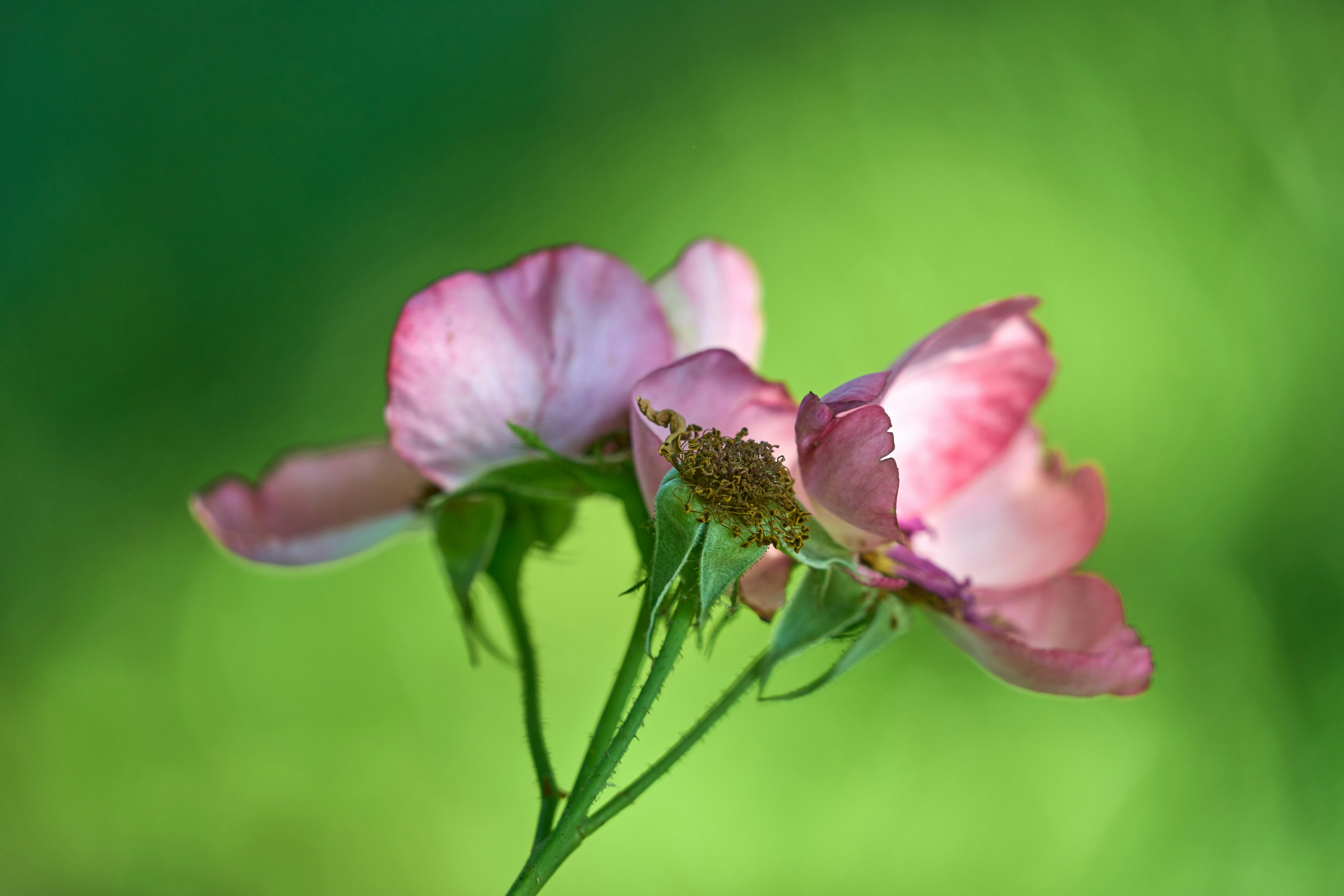 Photo by wolfgang_hasselmann