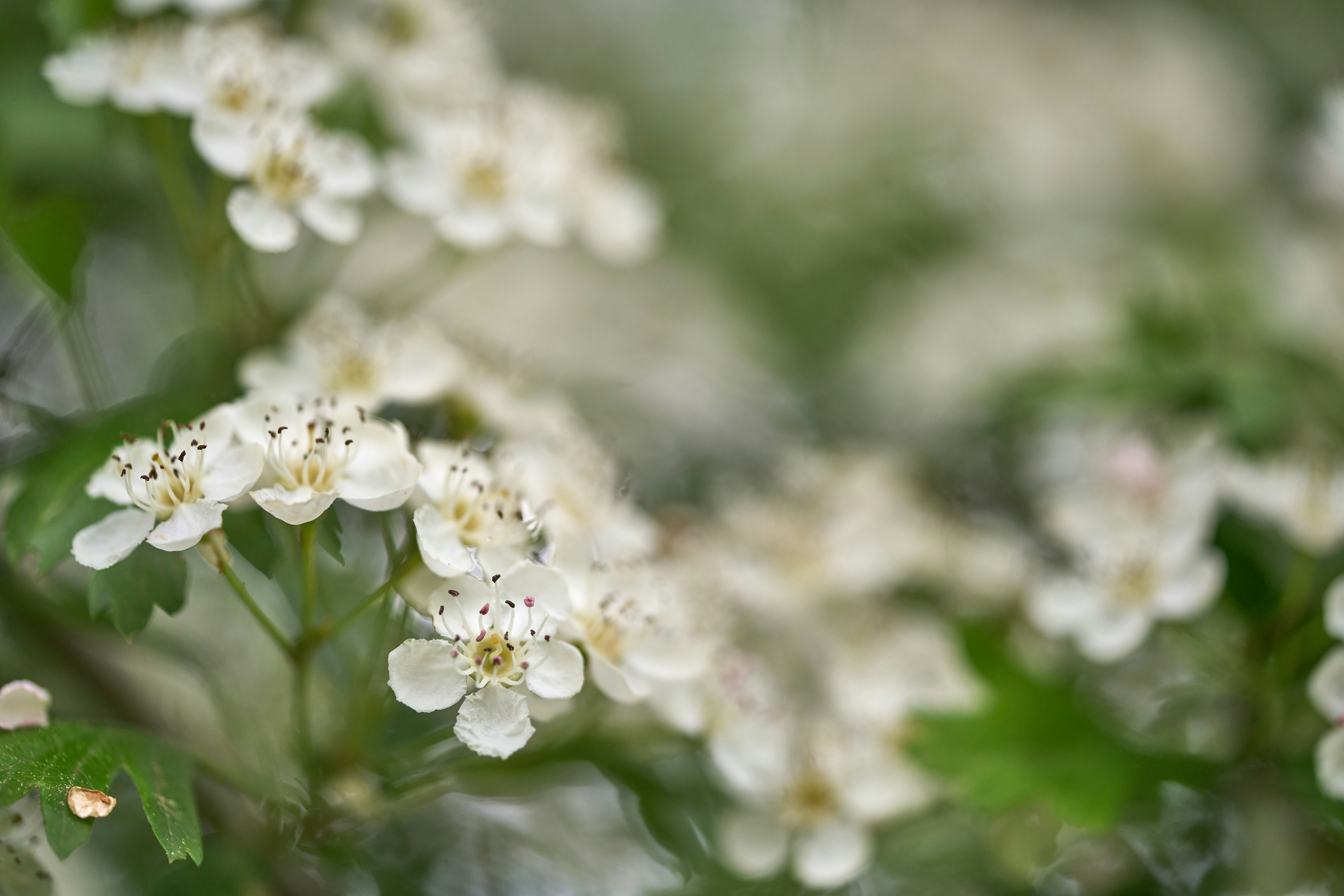 Photo by wolfgang_hasselmann