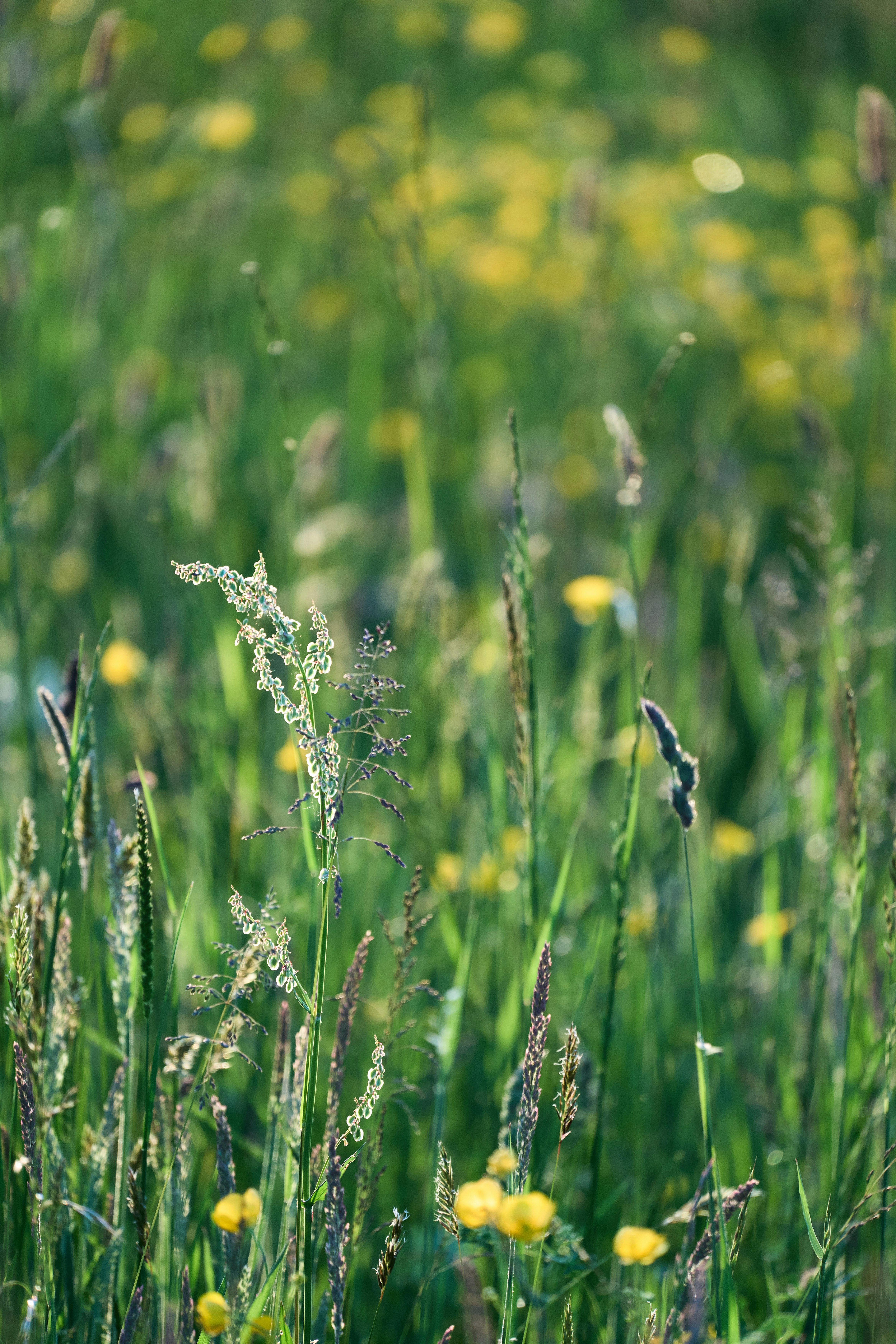 Photo by wolfgang_hasselmann