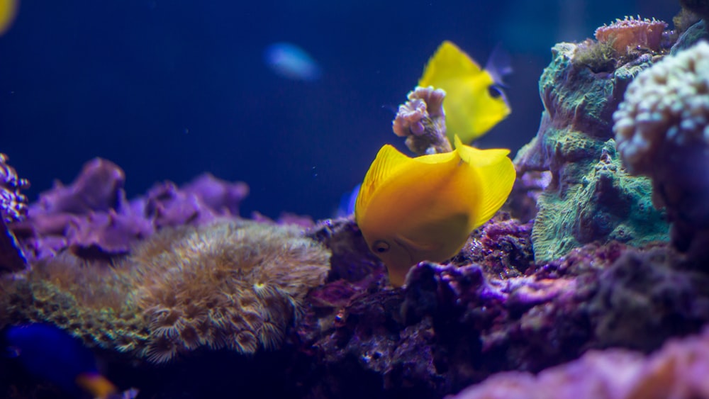 a yellow fish in an aquarium