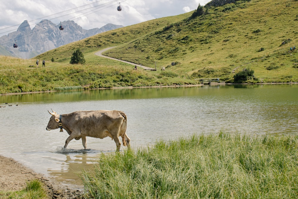 a cow standing in a river