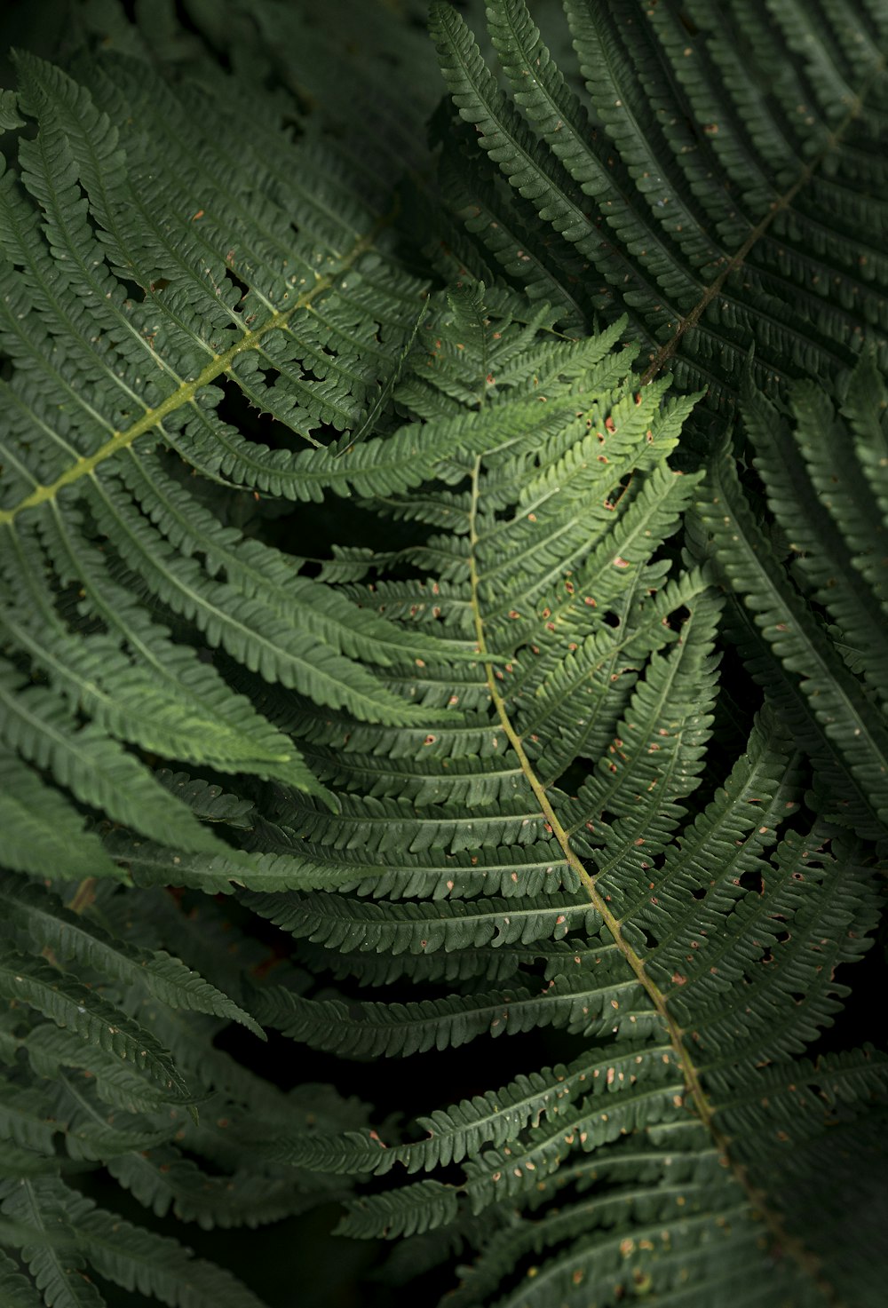 a close-up of some plants