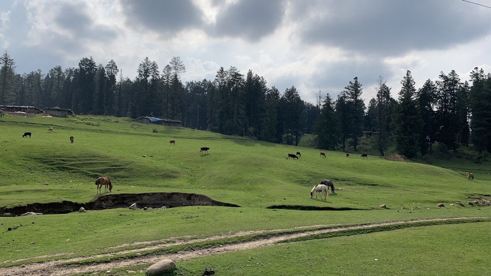 a group of animals stand in a grassy field