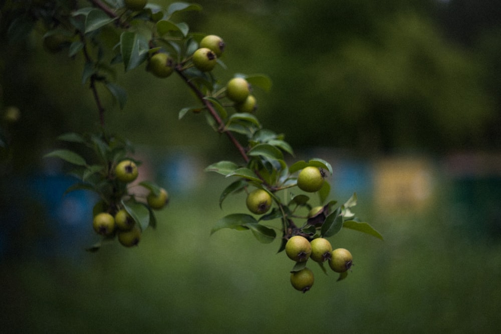 a close up of a tree branch with green leaves and berries