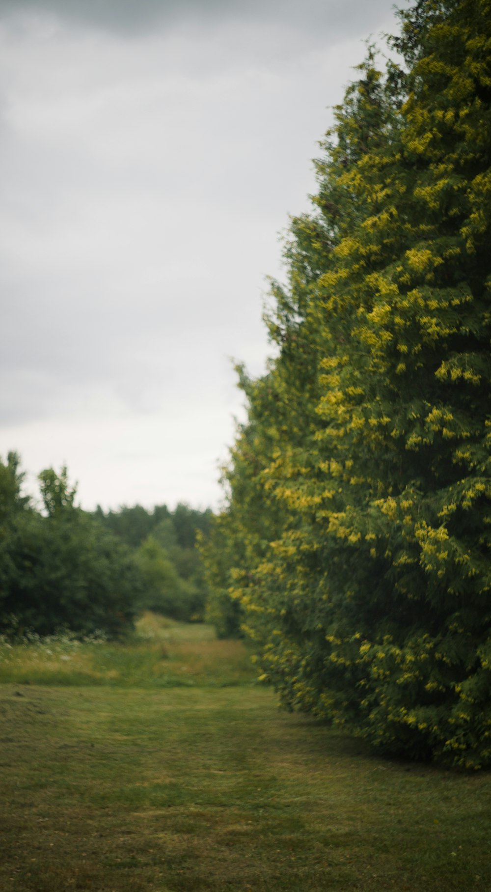 a grassy area with trees in the back