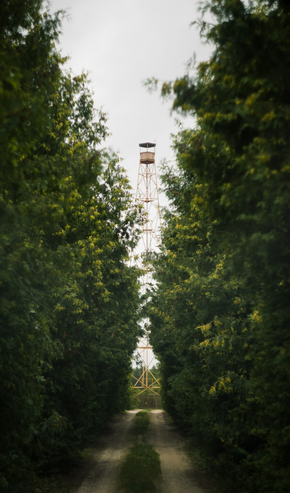 a path with trees on the side