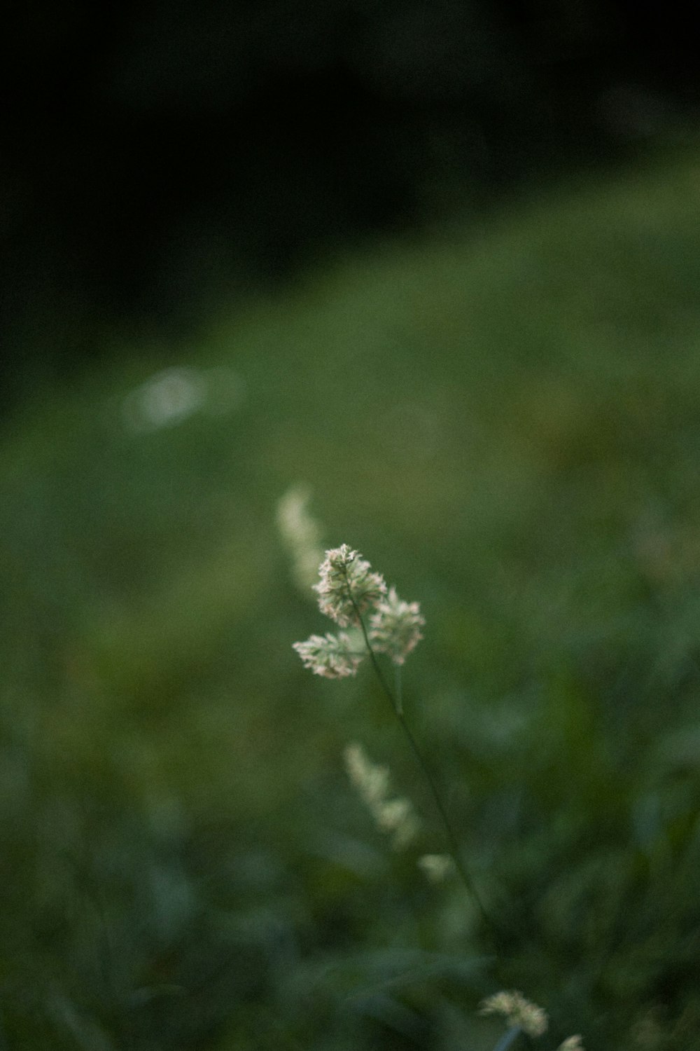 a close up of a flower