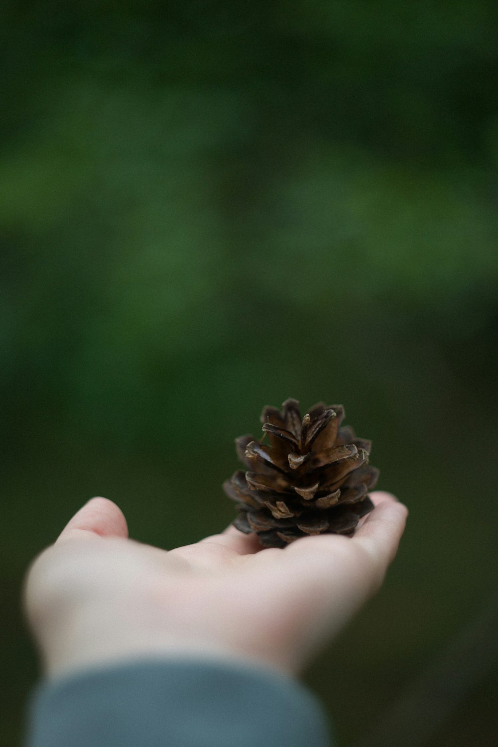 a hand holding a pine cone