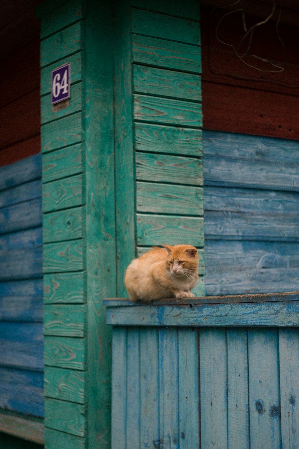 a cat sitting on a blue door