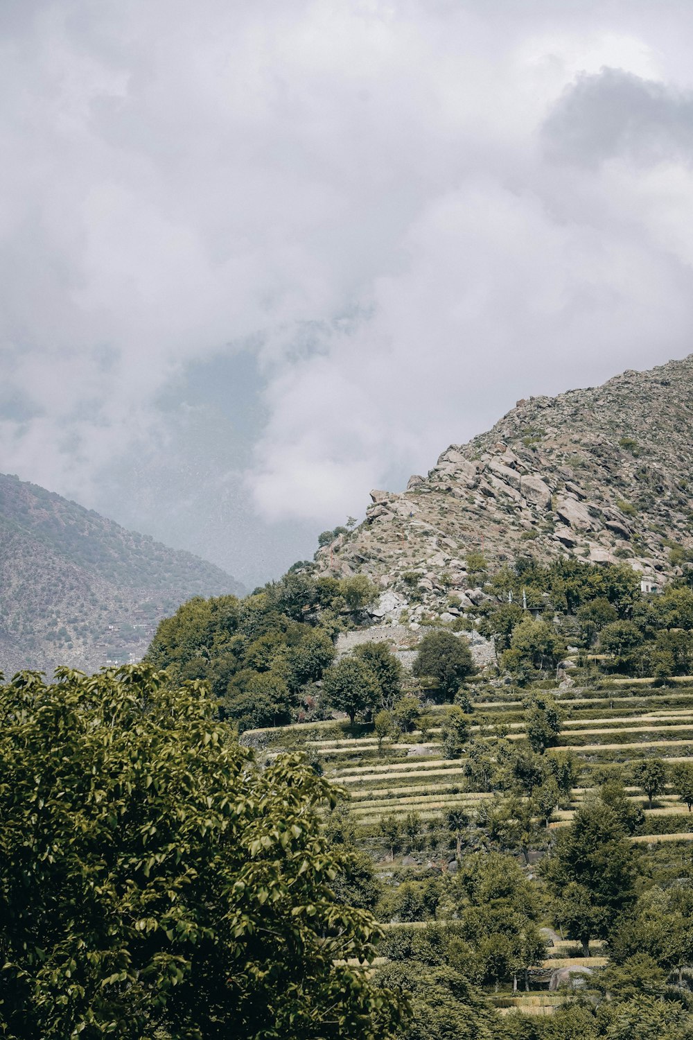 a landscape with trees and mountains