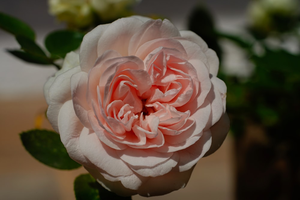 a close up of a flower