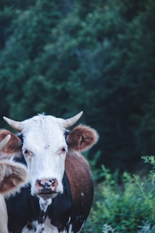 A brown and white cow with horns standing in a lush green environment, with dense forest in the background.