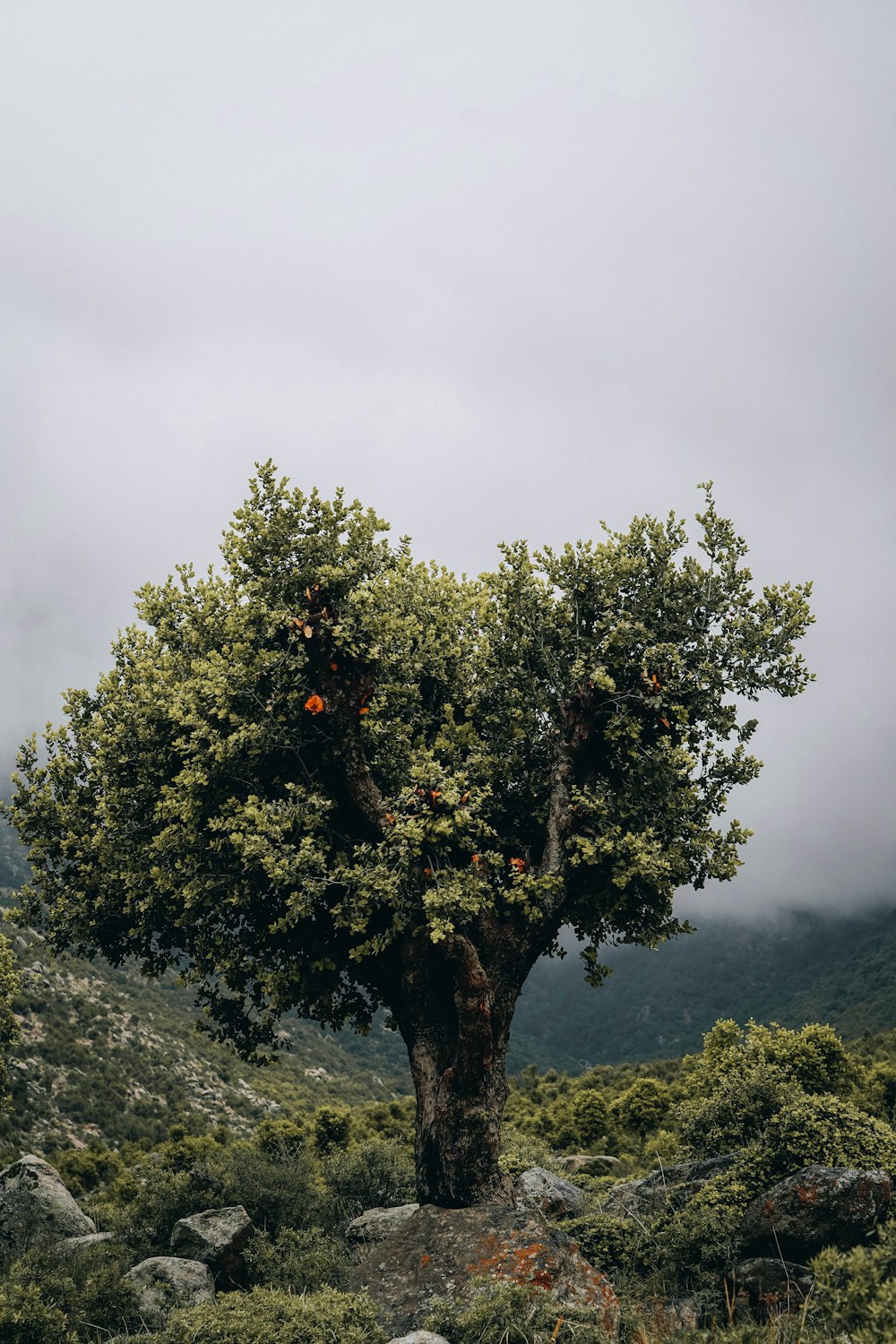 un albero con arance su di esso