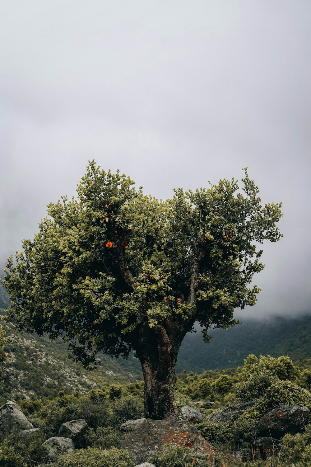 a tree with oranges on it