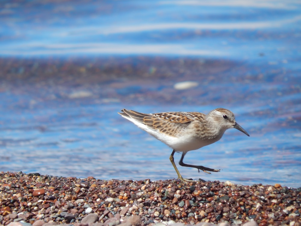 a bird walking on a beach