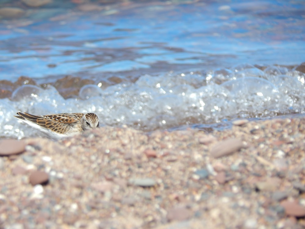 a couple of birds on the beach