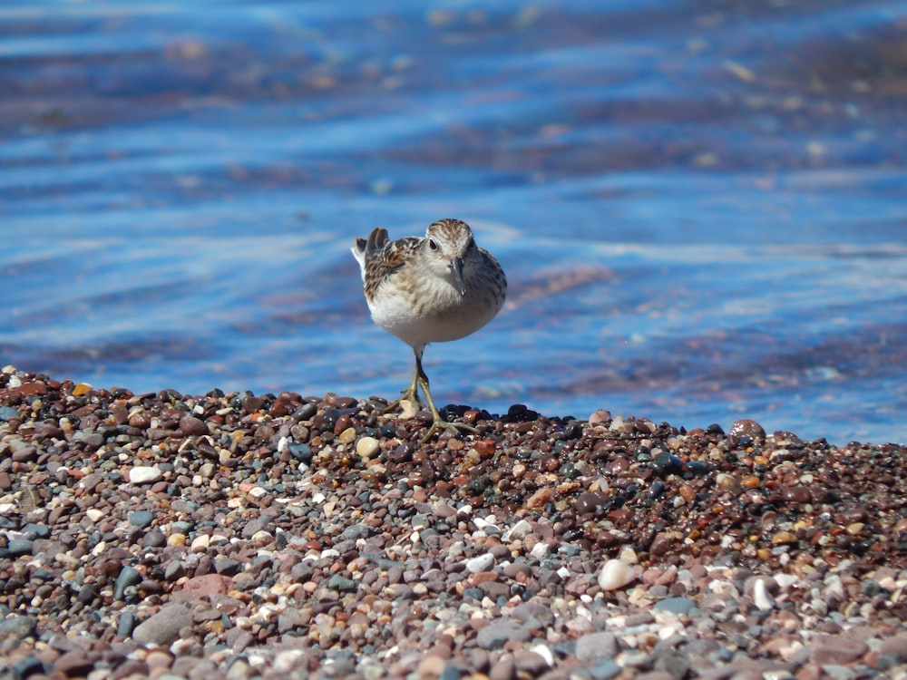 a bird standing on a beach