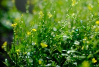 a close up of some grass