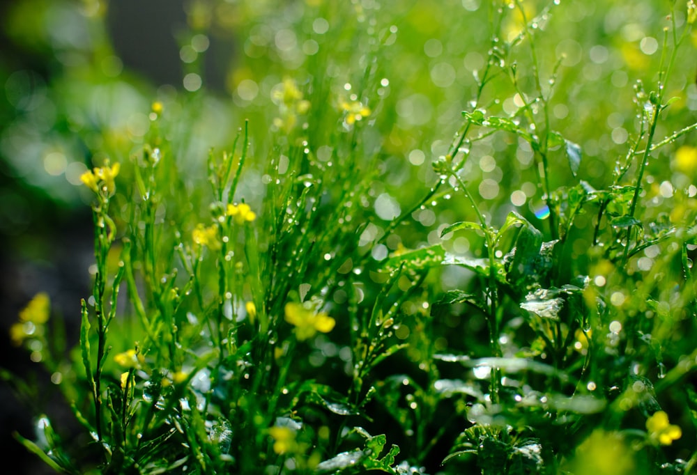 a close up of some grass