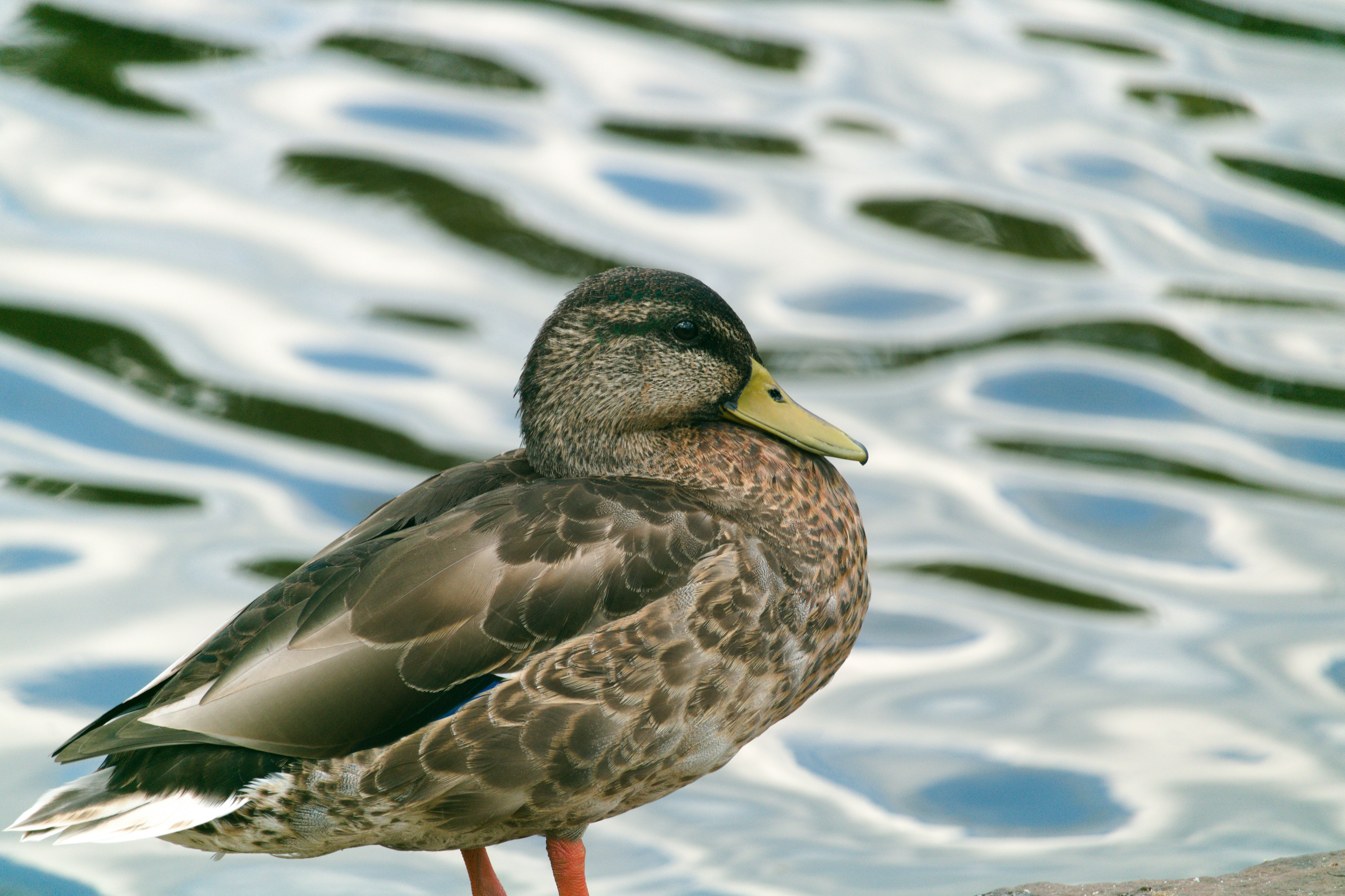 a duck standing in water