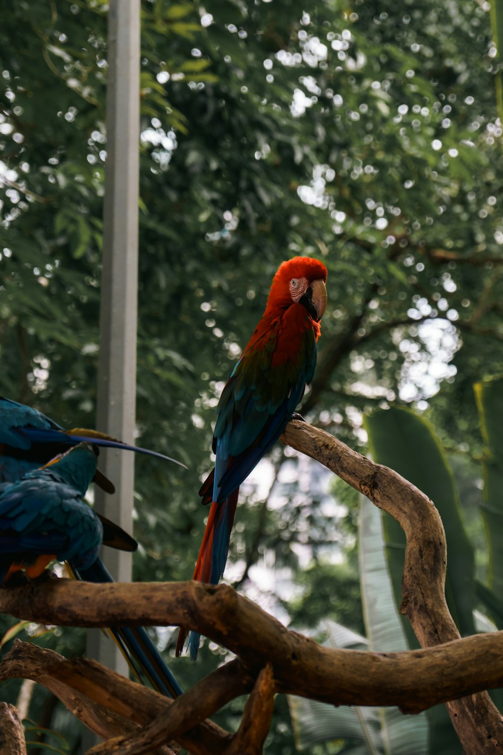 a couple of parrots on a tree branch
