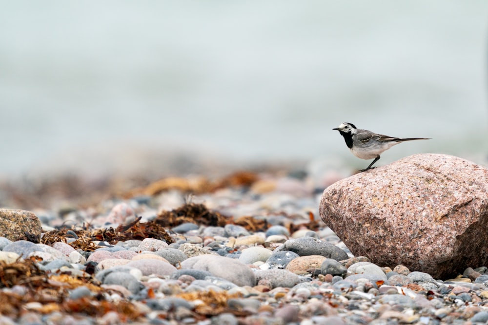 a bird on a rocky beach
