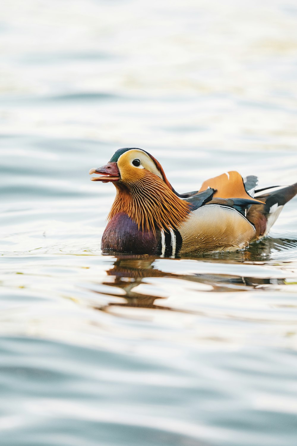 a duck and a duckling swimming in water