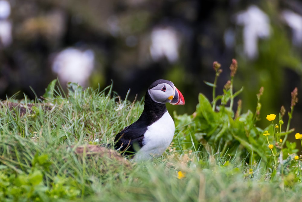 a bird in the grass