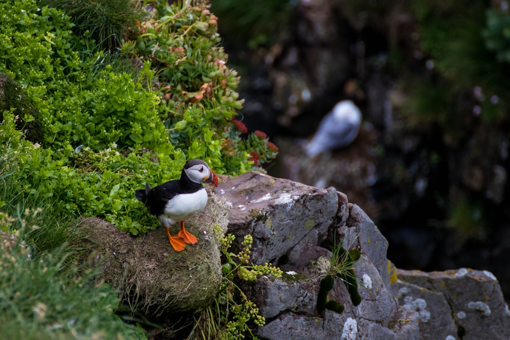 a couple of birds on a rock