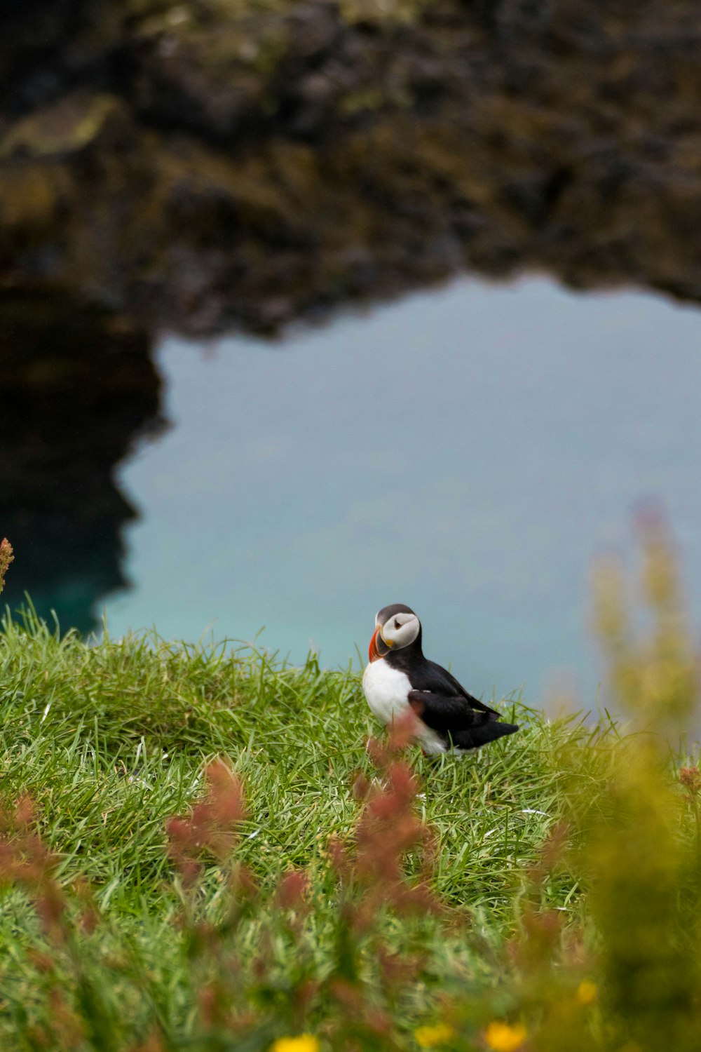 a bird sitting on grass by a body of water