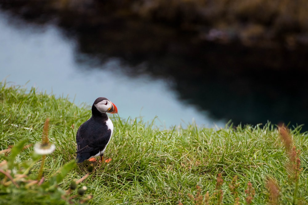 a bird sits in the grass