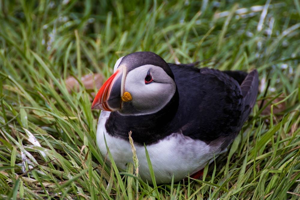 a bird in the grass