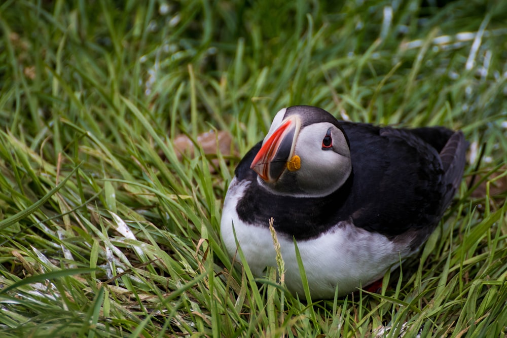 a bird in the grass