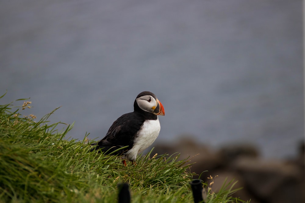 a bird standing on grass